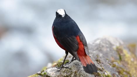 the white-capped redstart is known for its white lovely crown, dark blue-blackish wings and brown under feathers and its tail starts with red