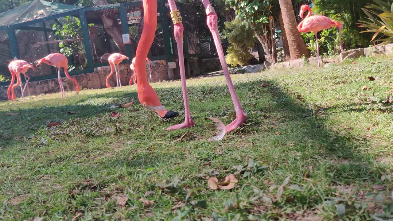 핑크 플라밍고의 가까이 동물원 ardastra 정원, 나소, 바하마에서 잔디를 먹는다