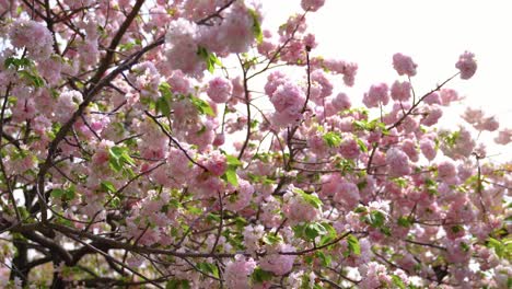 las flores de cerezo floreciendo en un fondo de cielo blanco