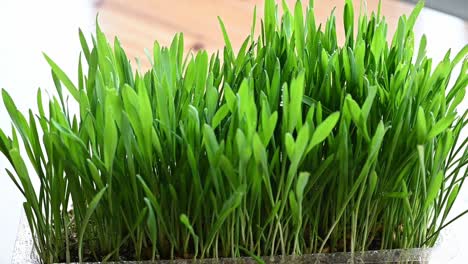 Closeup-of-pot-of-catgrass-being-sprayed-with-water-at-home