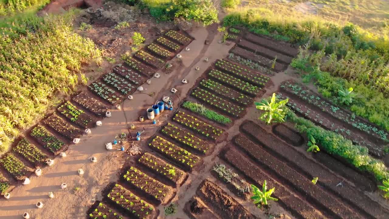 Fresh Vegetable Beds in Countryside Malawi, Africa, Aerial Drone View