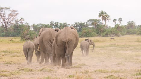 Afrikanische-Elefantenherde-Kehrt-In-Den-Wald-Zurück-Und-Wirbelt-Dabei-Staub-Auf.