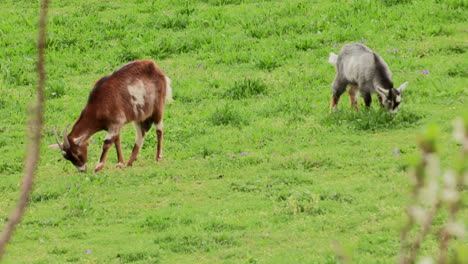 a couple of goats eating on a green field