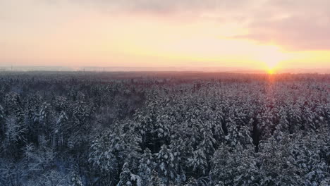 drone video of forest in finnish lapland, above the arctic circle in winter