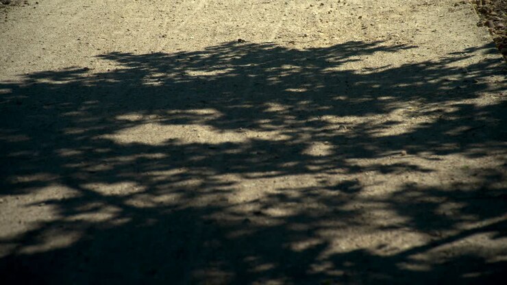 Abstract tree leaf shadow in motion on wood floor