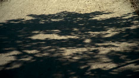 abstract tree leaf shadow in motion on wood floor