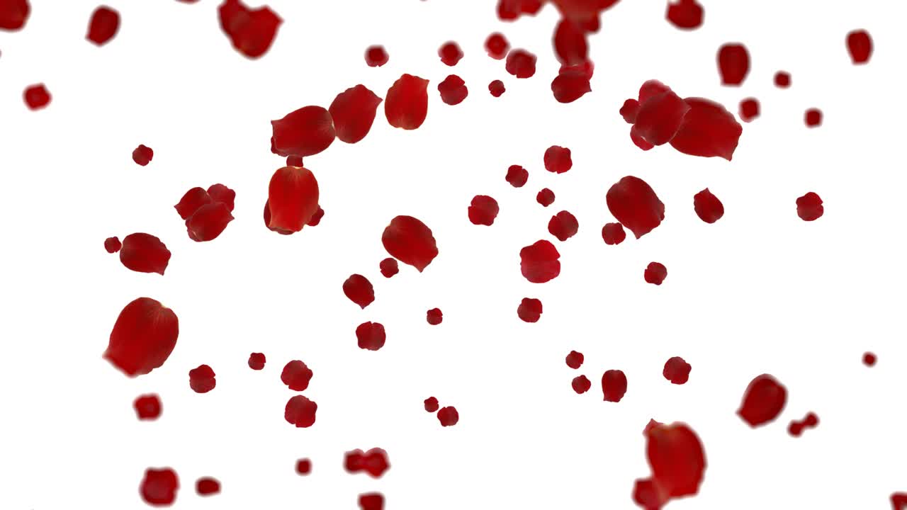 pétalos de rosas rojas cayendo en el viento