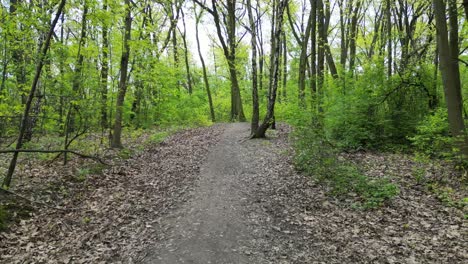 Forest-exploration-during-a-beautiful-summer-day-with-lush-greenery,-grass,-leaves-and-trees