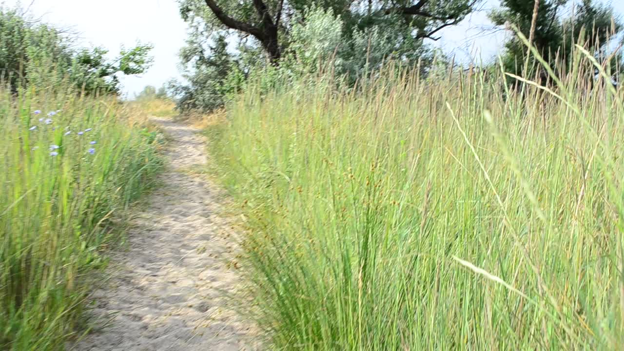 Riprese della natura. Erba estiva.