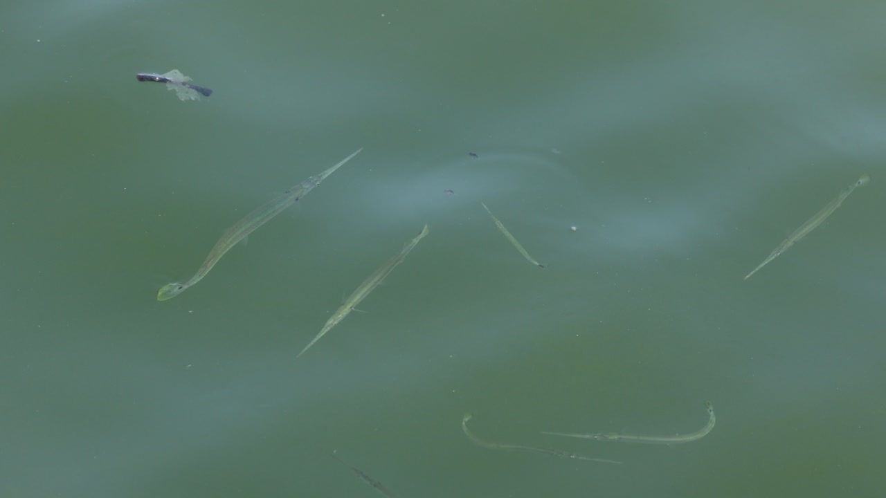 초록색 연못 에 있는 물고기 들 의 수중 모습