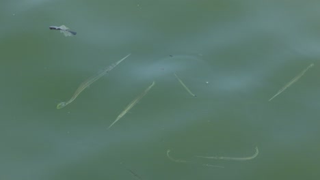 underwater view of fish in a greenish pond