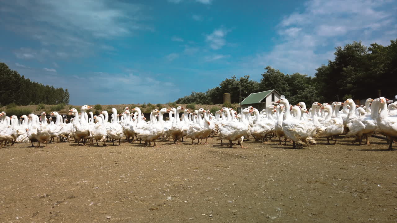 Hungarian goose farm in the summer, near Romania