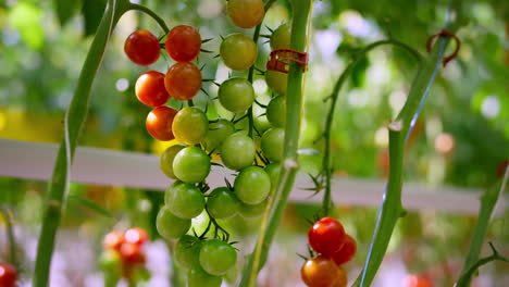 Kirschtomatenpflanzenstamm-Reift-An-Sonnigen-Tagen-In-Der-Nähe.-Konzept-Mit-Hohem-Antioxidansgehalt