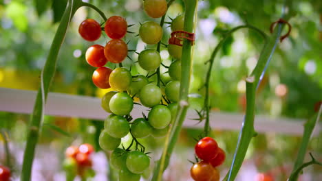 el tallo de la planta de tomate de cereza madurando en un día soleado en primer plano. concepto de alto antioxidante