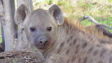 Close-up-shot-of-a-Spotted-Hyena-yawning-and-showing-its-teeth,-blood-around-its-jaw-from-feeding