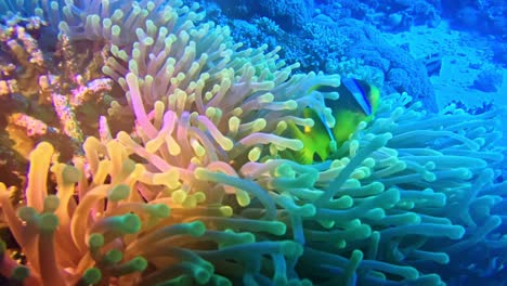 nemo fish hiding in waving coral