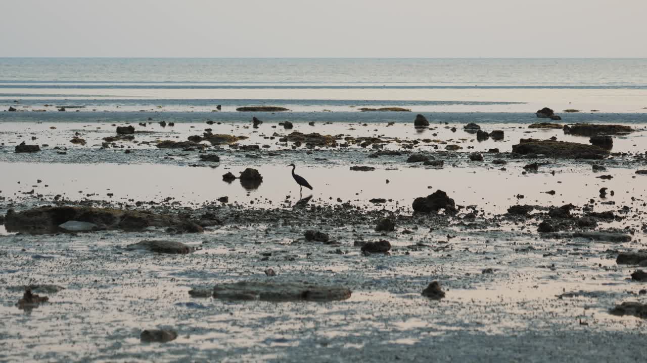 Bird is looking for prey in shallow water on rocky Thai beach
