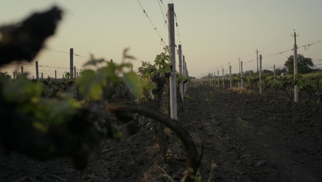 young grape seedlings vineyard closeup. grapevine plantation on evening.