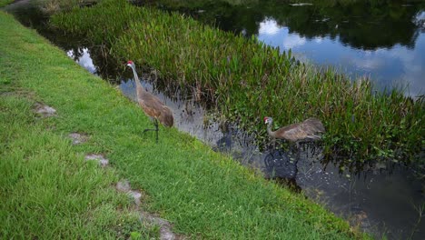 two sandhill cranes follow each other around the pond