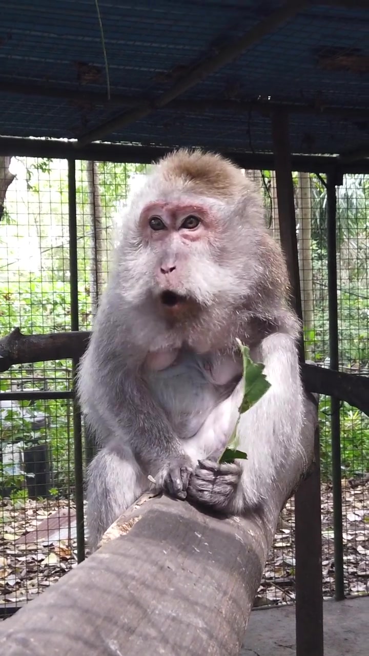 Vertical Closeup of Injured Macaque Monkey in Veterinary Cage Ubud Bali Indonesia
