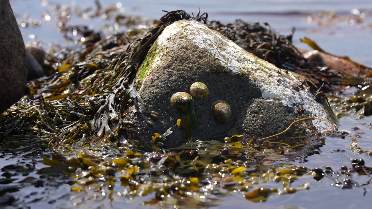 Mossy rocks covered in seaweed at Stavstø Farsund Norway in slow motion