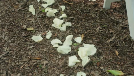 camera moves along line of white rose petals on forest floor at wedding venue