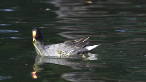 Nahe-Seitenansicht-Eines-Teichhuhns,-Das-Grüne-Pflanzen-Schwimmt-Und-Frisst