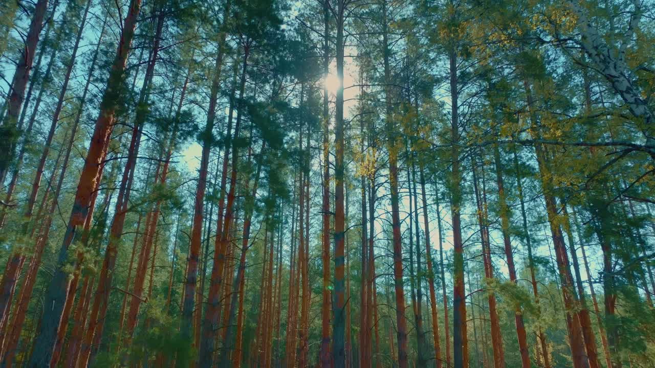 weekend hike in beautiful pinery in summer, bright sun is shining through high spruces, 4K, Prores