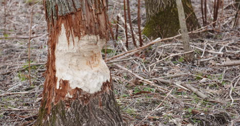 half cut tree trunk in forest 3