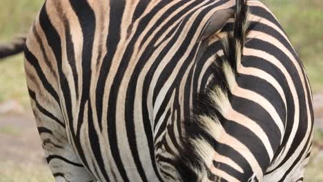 Closeup-of-African-Zebra-eating-and-twitching-with-bird-perched-on-shoulder-cleaning-hair