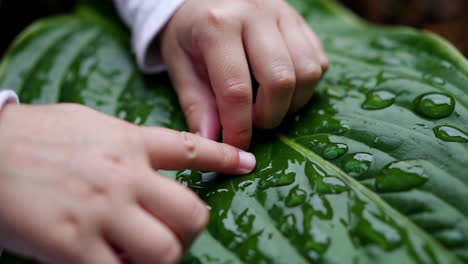 child's hand touching water droplets on a green leaf