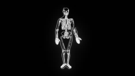 the human body