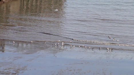 Gaviotas-Al-Borde-Del-Agua-Cuando-Sube-La-Marea