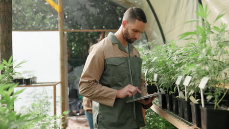 cannabis plants in a greenhouse with researcher