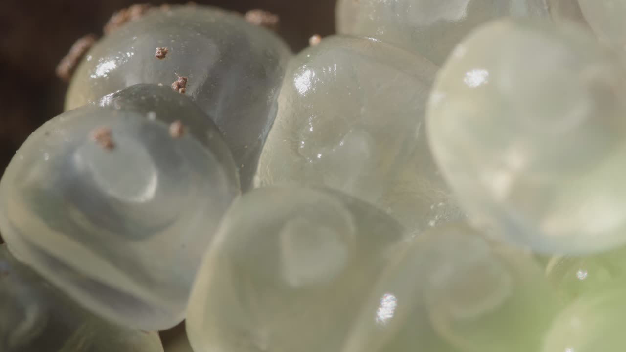 Primo piano di uova di lumaca gelatinose traslucide raggruppate insieme. Scatto macro.