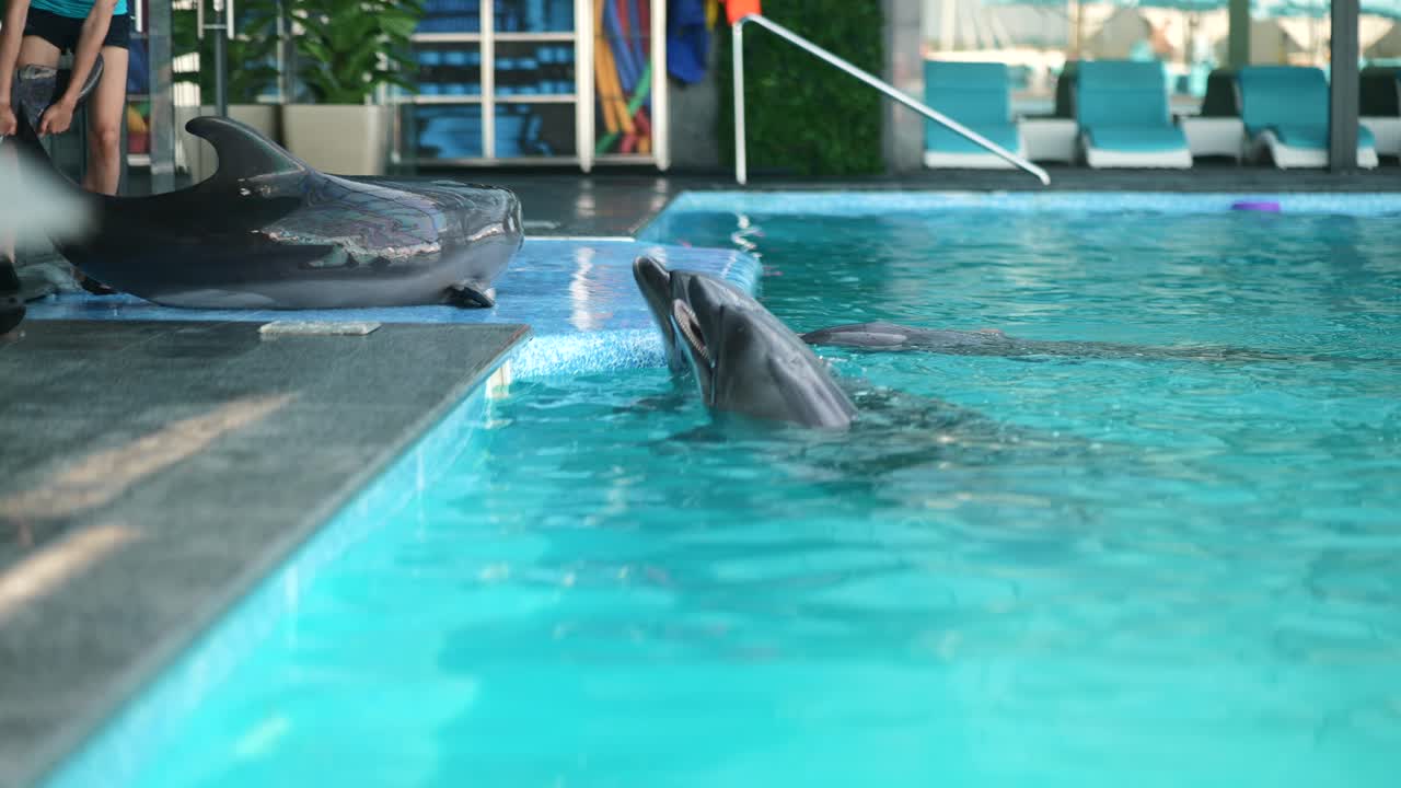delfines en una piscina