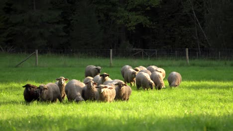 herd of sheep grazing in the sunlight and walking towards the camera