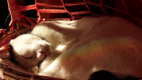 a very content and comfortable cat taking an afternoon nap on a basket with the rainbow colors reflected it's fur from the light of a window