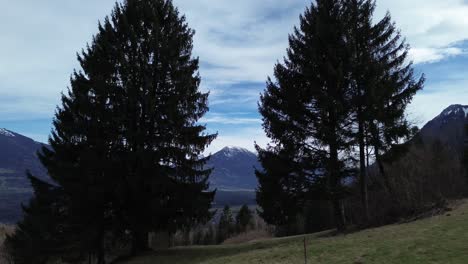 Drone-fly-between-two-pine-trees-and-reveal-stunning-view-over-snowy-mountain-landscape-and-cityscape-in-Vorarlberg-Austria