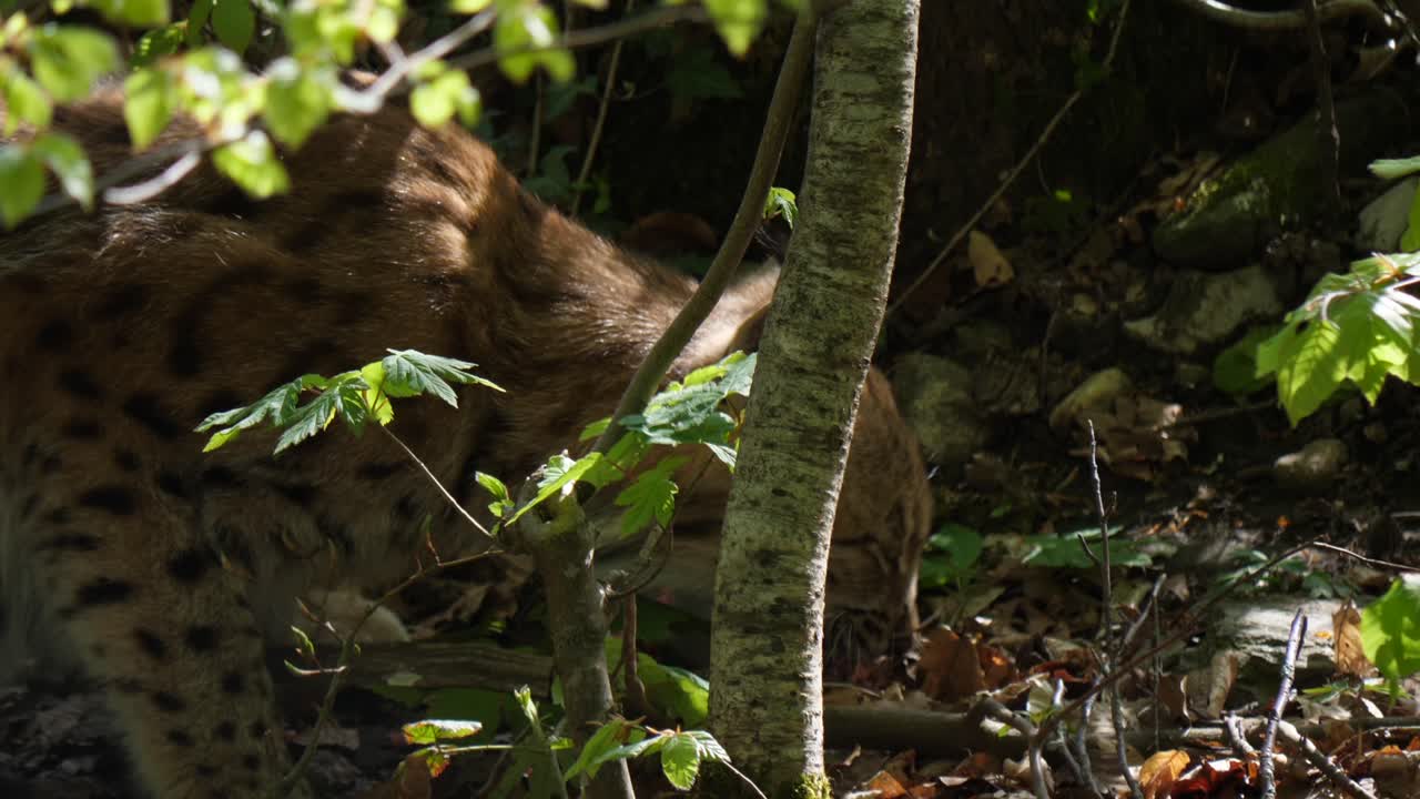 un lince comiendo su presa