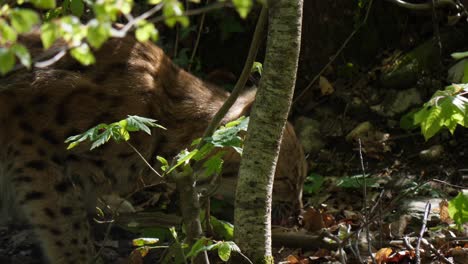 A-lynx-eating-its-prey