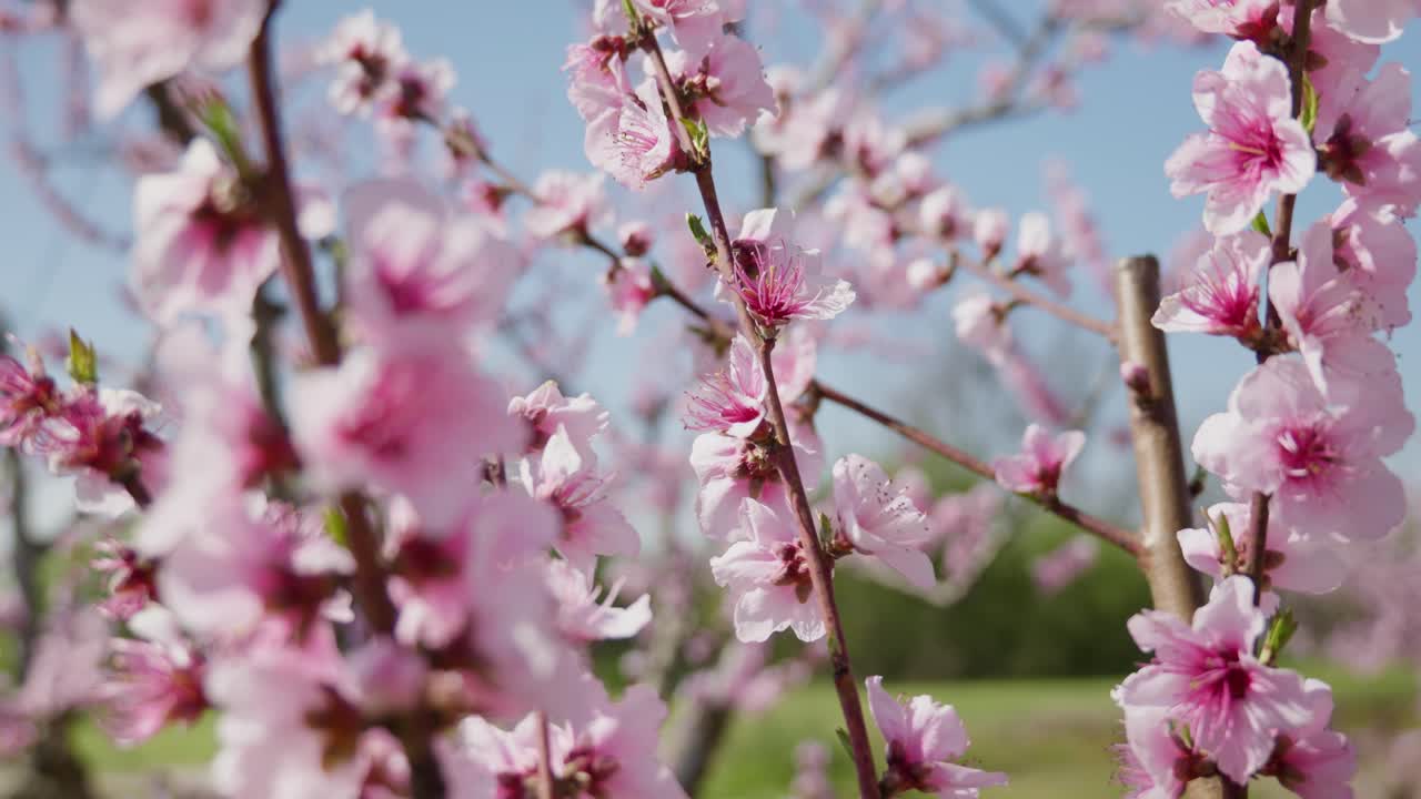 cerca de las flores de melocotón rosa en la temporada de primavera se inclinan hacia arriba