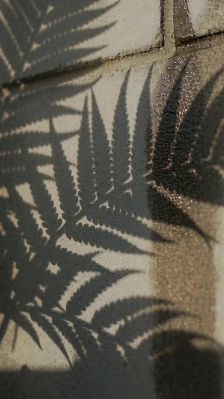 Vídeo vertical: Sombra de samambaia balançando sobre parede de azulejos iluminada pelo sol com uma junta mais escura devido à brisa