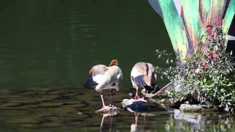 dos gansos egipcios en el seileresee en iserlohn