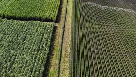 drone footage captures expansive sugarcane fields with neat rows under bright daylight, showcasing agricultural landscapes