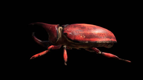 Rhino Beetle Walking