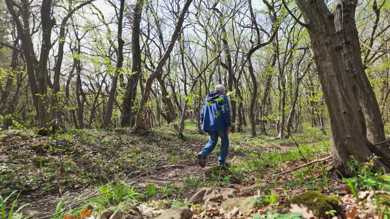 Senior old man walks in woodland nature for springtime outdoor exercise