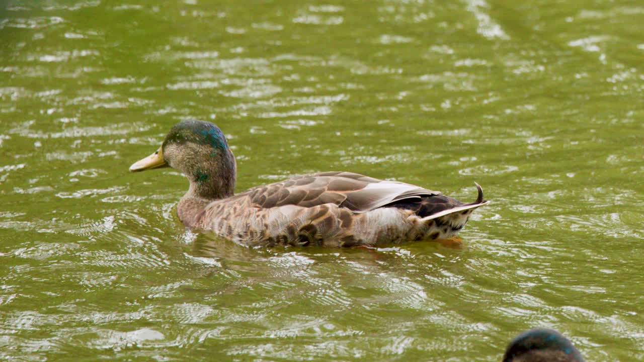 Due germani reali nuotano su un lago verde, oltrepassando il fogliame, con luce diurna e leggere increspature