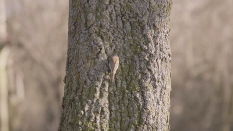 Bird-eating-a-worm-on-the-trunk-of-a-tree,-dry-field-as-background