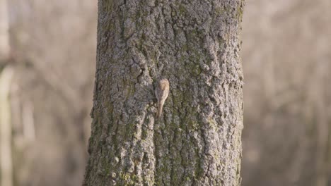 pájaro comiendo un gusano en el tronco de un árbol, campo seco como fondo